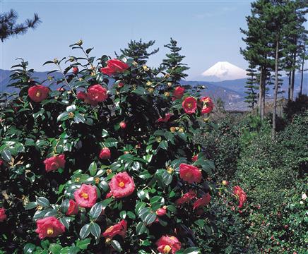 小室山公園つばき園